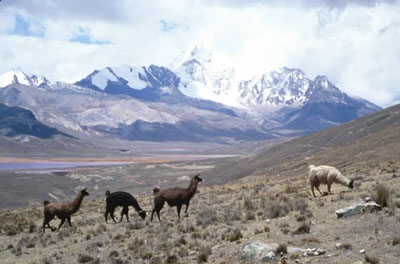 Llamas gazing on the Altiplano in Bolivia
