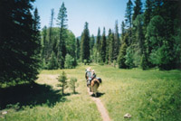 Llama Trekking in Taos New  Mexico