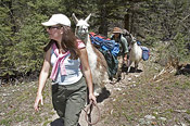 Llama Trekking Day Hikes in Taos and Santa Fe