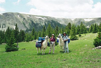 Llama Trekking in Taos New Mexico