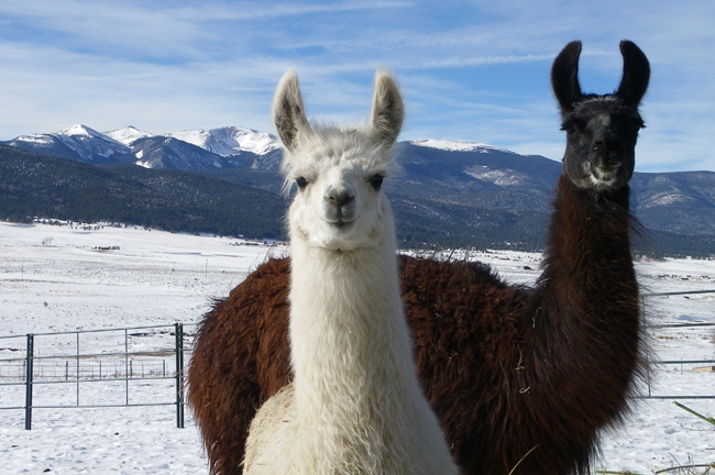 Llama Rescue in New Mexico