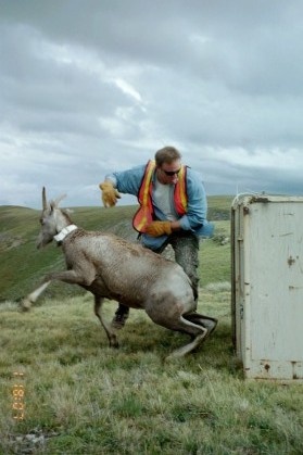 Bighorn Sheep Release