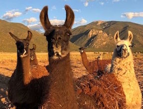 Llama Rescue in New Mexico