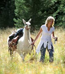 Llama Trekking in Taos New  Mexico